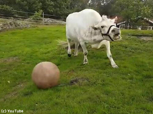 犬も顔負け 牛もボール遊びをするんだなぁ 動画 18年10月1日 エキサイトニュース