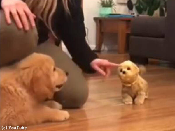 小さなワンちゃん おもちゃの犬に激しく嫉妬する 動画 18年10月5日 エキサイトニュース