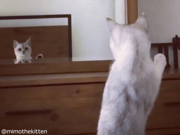 猫さん 自分の 耳 の存在に気づいてしまう 動画 18年10月6日 エキサイトニュース