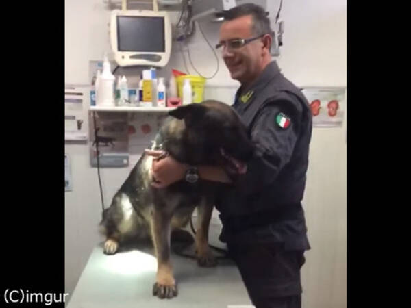 軍用犬だけどキュート 注射が怖くて顔を隠す 動画 18年10月25日 エキサイトニュース