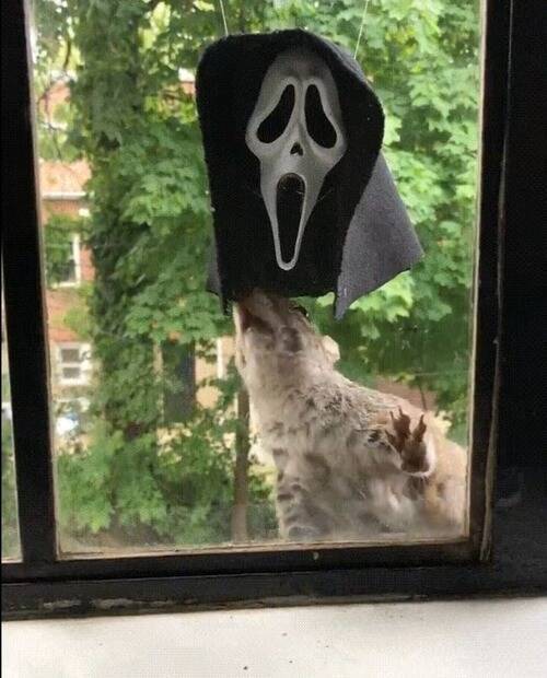 お化けマスクの中にリスのエサを入れると すごいものが完成する 18年11月4日 エキサイトニュース