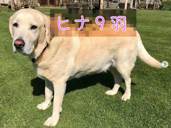 背中に乗るほど仲良し やさしい犬がアヒルのヒナ9匹を育て始める 18年11月30日 エキサイトニュース