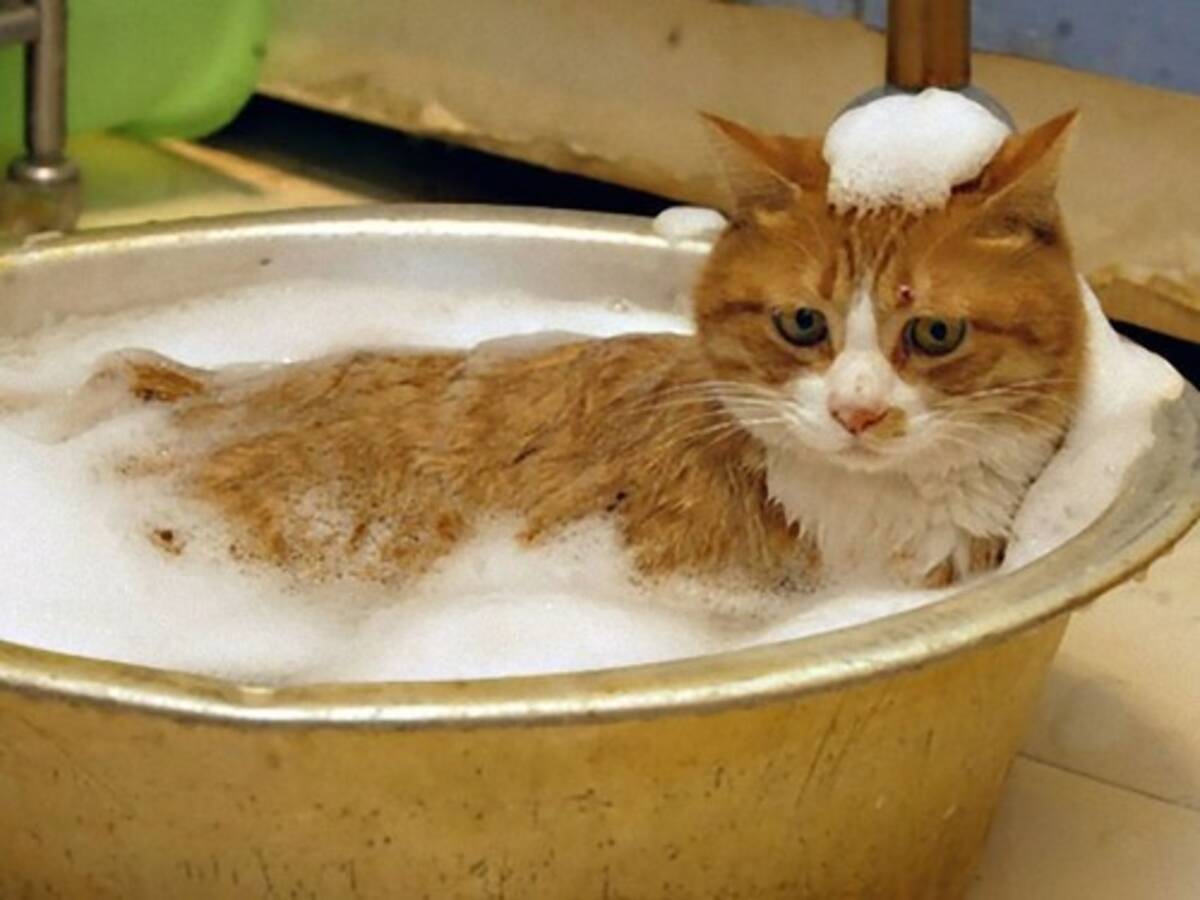これは助かる 猫用シャンプーの 使い方 の表記が注目を集める 18年12月11日 エキサイトニュース
