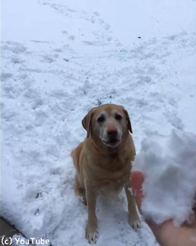 犬 解せぬ 消えた雪玉が理解できない 動画 18年12月12日 エキサイトニュース