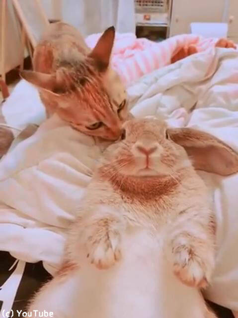 めっちゃウサギの毛づくろいする猫 動画 18年12月17日 エキサイトニュース