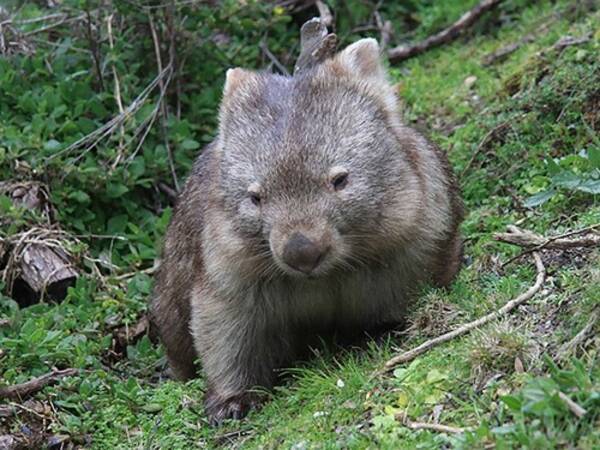 野生のウォンバットとの自撮りはやめて オーストラリア観光局が自重を呼びかける 19年1月18日 エキサイトニュース