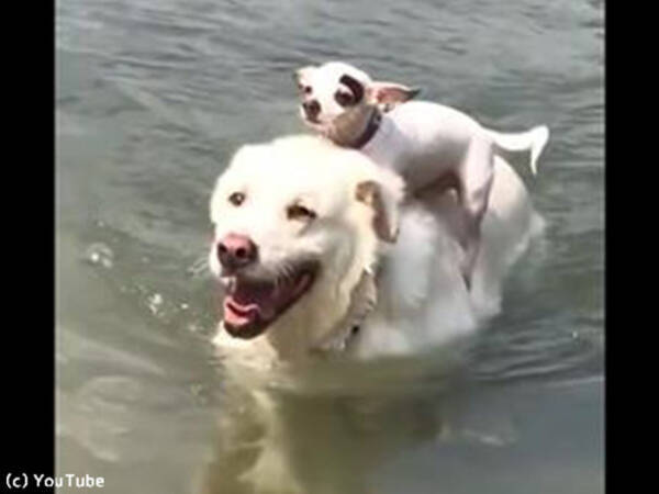 おんぶして泳ぐ犬たちの姿が かわいい 動画 19年1月19日 エキサイトニュース