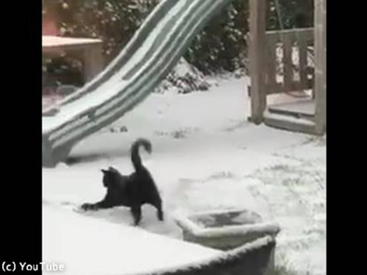 猫 雪の中でも元気いっぱい 動画 19年1月31日 エキサイトニュース