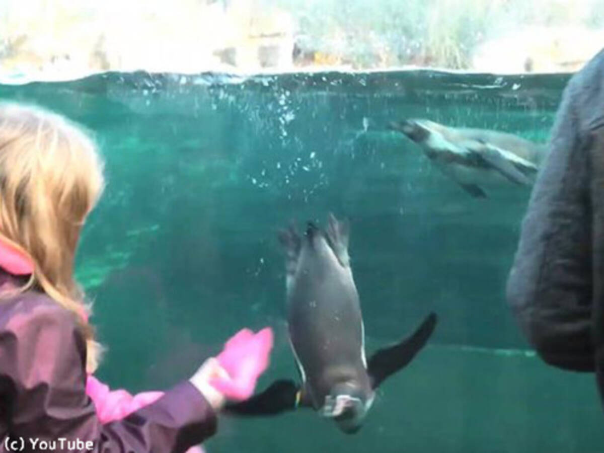 水族館のペンギンが 女の子の持ち物に夢中になる 動画 19年2月1日 エキサイトニュース