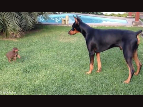 キュートな子犬が 大きなドーベルマンに立ち向かう 動画 19年2月10日 エキサイトニュース