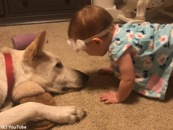 やさしい犬が 赤ちゃんにお返しのキス 動画 19年2月13日 エキサイトニュース