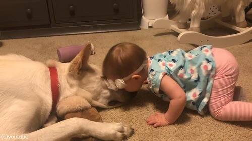 やさしい犬が 赤ちゃんにお返しのキス 動画 19年2月13日 エキサイトニュース