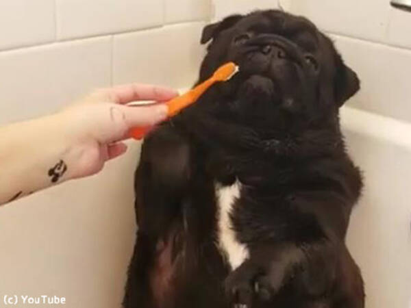 歯磨きを拒否するパグ ひかえめな抵抗がかわいい 動画 19年3月6日 エキサイトニュース