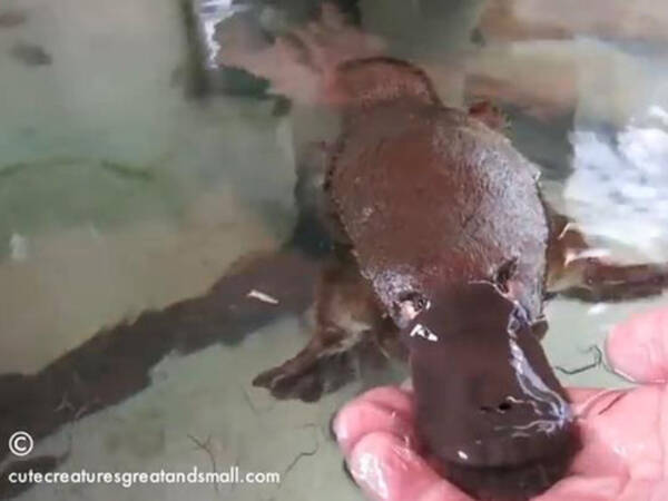 カモノハシってこんなに人懐っこいの 動画 19年3月8日 エキサイトニュース