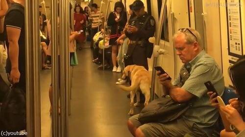 麻薬犬が地下鉄でくつろいでいる姿 動画 19年3月26日 エキサイトニュース