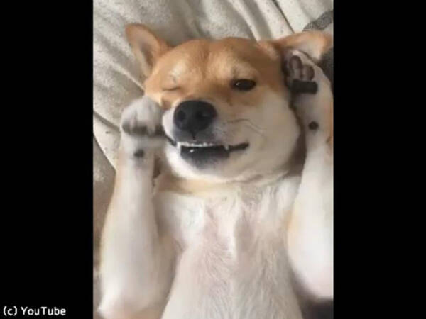 まだ眠いの 寝起きの柴犬がかわいい 動画 19年4月7日 エキサイトニュース