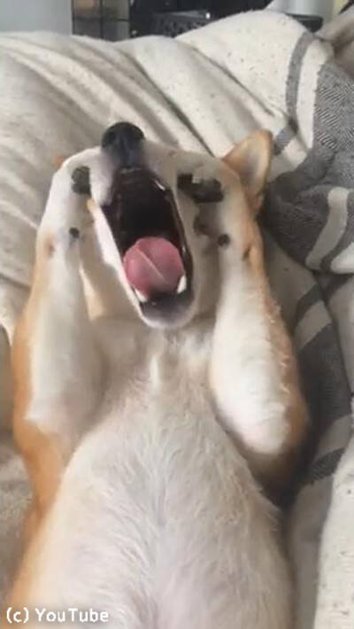 まだ眠いの 寝起きの柴犬がかわいい 動画 19年4月7日 エキサイトニュース