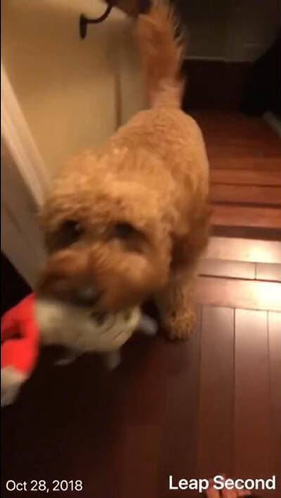 うちの犬は毎晩寝るときに何かを持ってくる そう 毎晩ね 動画 19年4月10日 エキサイトニュース