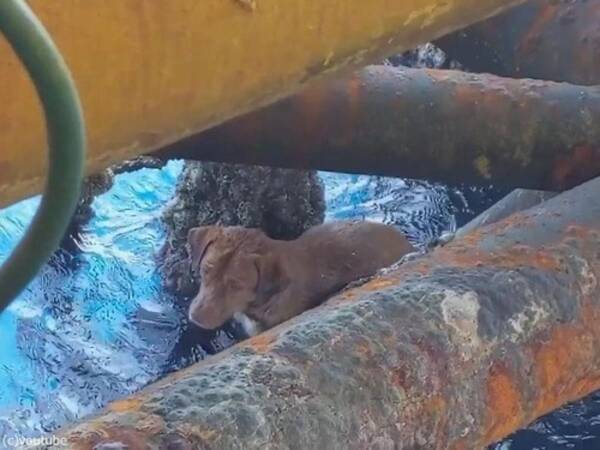 2km離れた沖合を疲れ切った犬が泳いでいた 救助した人が引き取る 19年4月17日 エキサイトニュース