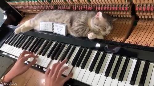 そばに居たい猫 演奏中のピアノの中で昼寝 動画 19年4月19日 エキサイトニュース