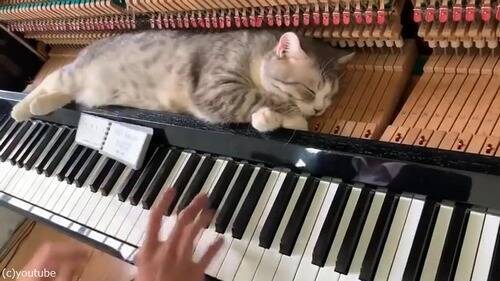 そばに居たい猫 演奏中のピアノの中で昼寝 動画 19年4月19日 エキサイトニュース