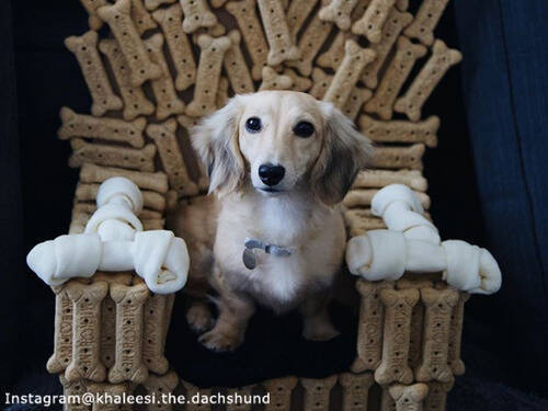 これぞセレブ犬の極み 豪華なイスが贈られる 動画 19年4月22日 エキサイトニュース