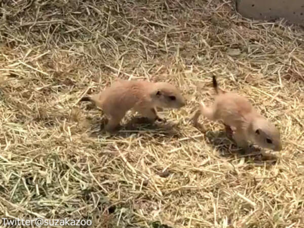 赤ちゃんプレーリードッグがしっぽをかじられたときの反応が かわいすぎる 動画 19年5月16日 エキサイトニュース