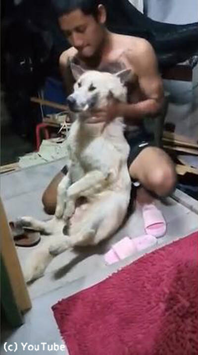 お風呂が嫌すぎる犬 死んだふり をする 動画 19年5月18日 エキサイトニュース