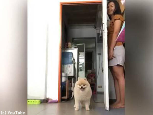 ポメと飼い主のかくれんぼ 表情がかわいい 動画 19年5月22日 エキサイトニュース ポメと飼い主のかくれんぼ 表情がかわいい 動画 19年5月22日 エキサイトニュース