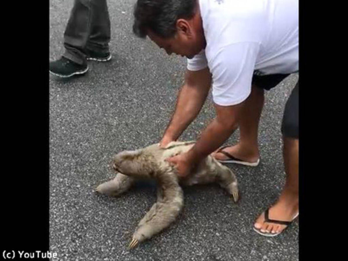 助けてもらったナマケモノ まるでスローモーションでお礼してるみたい 動画 19年5月24日 エキサイトニュース