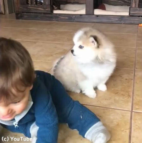 飼い主に似る はやっぱ本当かも そっくりな子犬と人間の赤ちゃん 動画 19年5月28日 エキサイトニュース