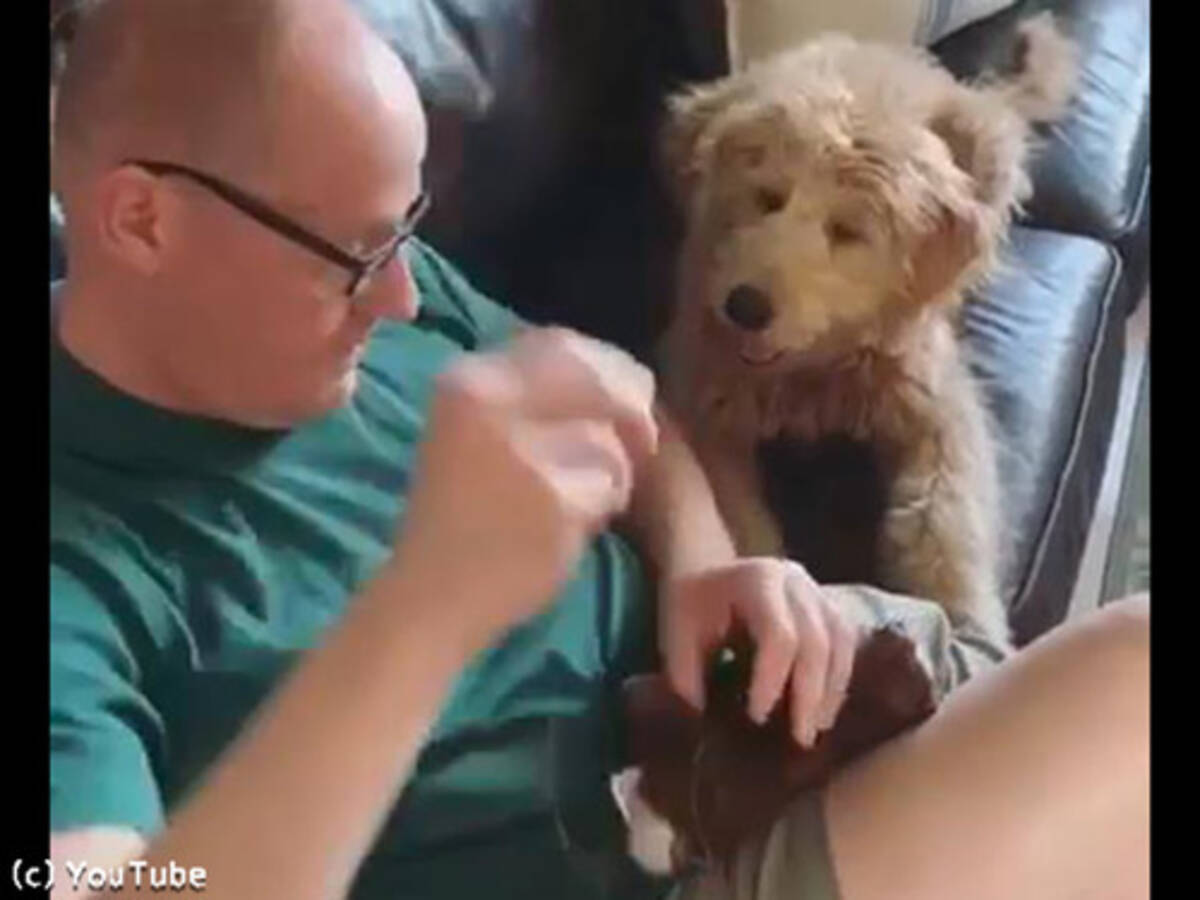 犬が 大切なぬいぐるみの修理をジーッと見守る 動画 19年5月30日 エキサイトニュース