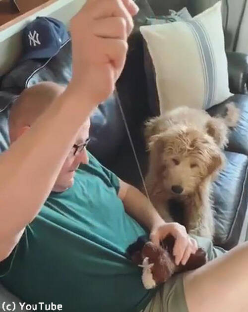 犬が 大切なぬいぐるみの修理をジーッと見守る 動画 19年5月30日 エキサイトニュース