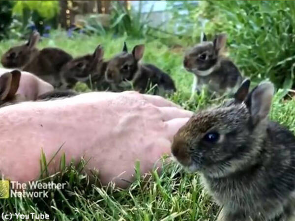 ウサギの赤ちゃんたちがめちゃくちゃ懐いてきた 癒やしの光景 動画 19年6月9日 エキサイトニュース