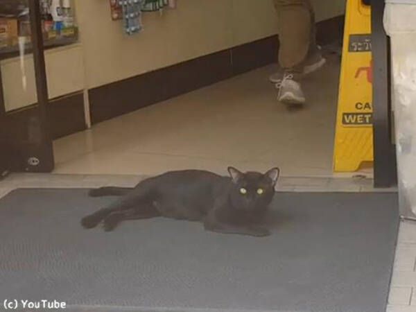 タイの猫は こんな風に涼む 動画 19年6月11日 エキサイトニュース