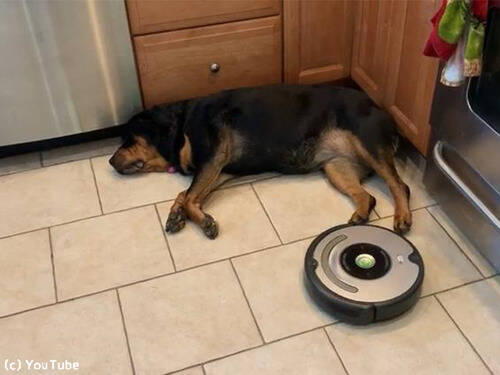 部屋の隅で寝る犬vsロボット掃除機 力の抜ける結果に 動画 19年6月13日 エキサイトニュース