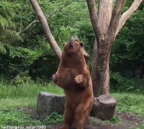 ダンスするクマが ひたすらかわいい 動画 19年6月17日 エキサイトニュース