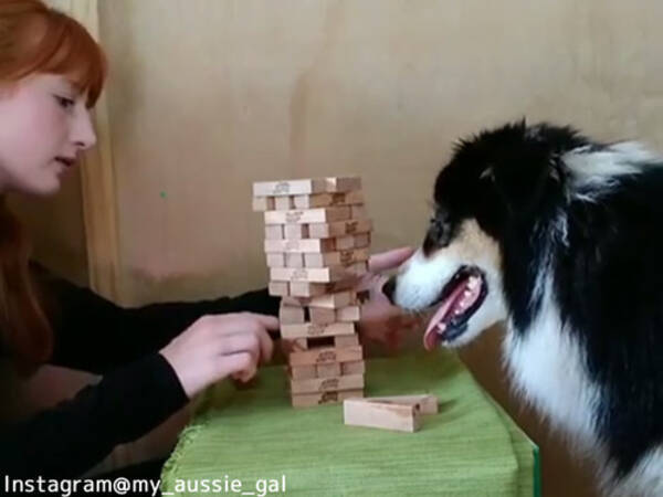 うちの犬は 一緒にジェンガで遊んでくれる 動画 19年6月18日 エキサイトニュース