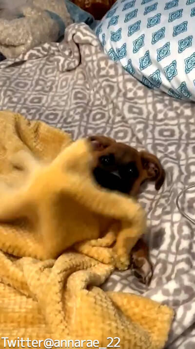 なんて賢いの 自分で毛布を掛けられる犬 動画 19年6月25日 エキサイトニュース