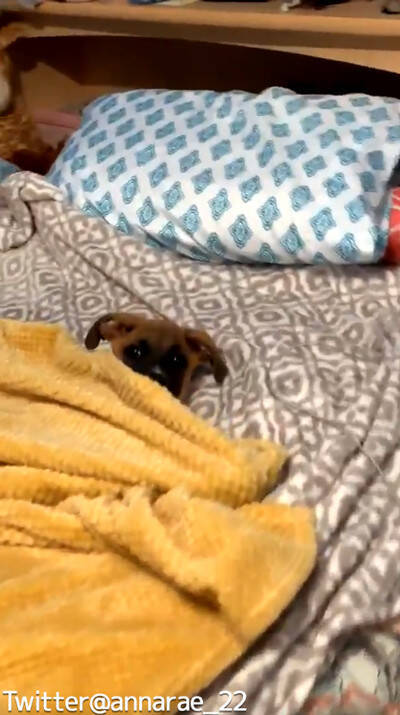 なんて賢いの 自分で毛布を掛けられる犬 動画 19年6月25日 エキサイトニュース