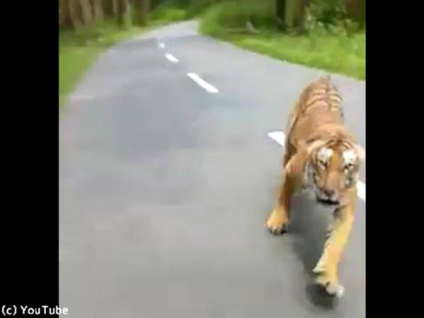 野生の虎が全力疾走で追い掛けてきたら この迫力 動画 19年7月4日 エキサイトニュース