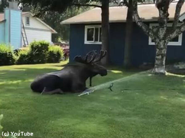 アラスカが暑すぎて ヘラジカが庭のスプリンクラーで水浴びしてた 動画 19年7月12日 エキサイトニュース