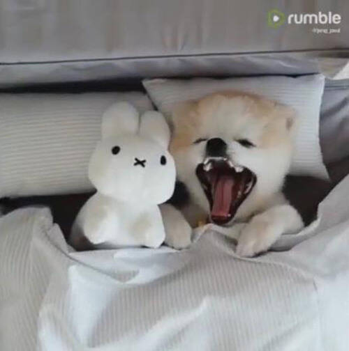 こんなにかわいい寝相のポメ見たことある 動画 19年7月14日 エキサイトニュース