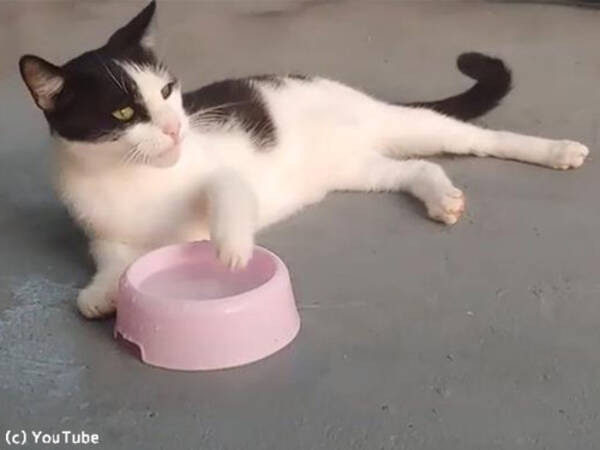 横たわる猫の ユニークなお水の飲み方 動画 19年7月日 エキサイトニュース
