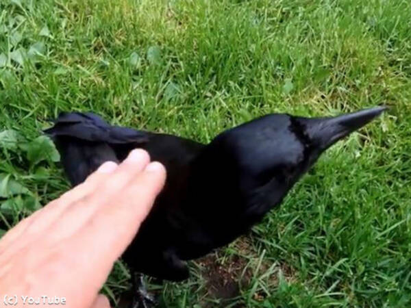 カラスってこんなに懐くんだ ナデナデされて喜ぶメイプルちゃん 動画 19年7月28日 エキサイトニュース