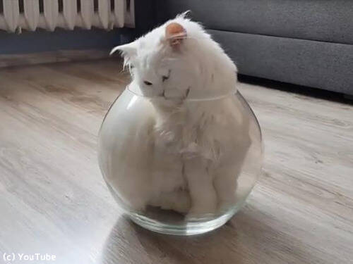 やっぱり液体だ 金魚鉢に入る猫 動画 19年8月10日 エキサイトニュース