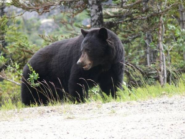 自宅にクマが侵入した 警察が駆けつけると 壁に大穴を開けて脱出する 19年8月15日 エキサイトニュース