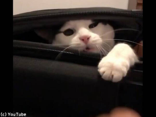 スーツケースを占拠する猫 動画 19年8月18日 エキサイトニュース