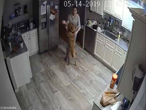 出張中に自宅の監視カメラを確認したら 妻と犬が社交ダンスを踊ってた 19年8月19日 エキサイトニュース
