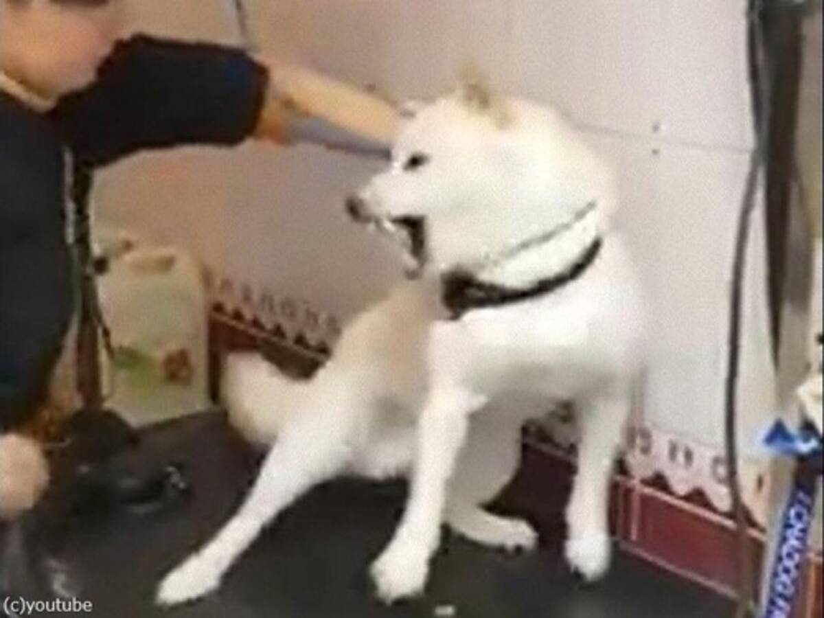 噛み付きそうな犬とたった60秒で信頼関係を築くトリマーの技術がすごい 19年8月30日 エキサイトニュース